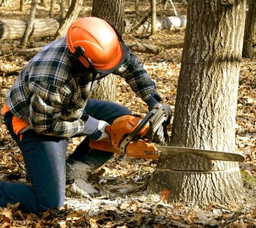 Tree Removal in Star Lake, WI